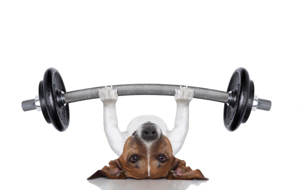 Dog Bench Press Funny