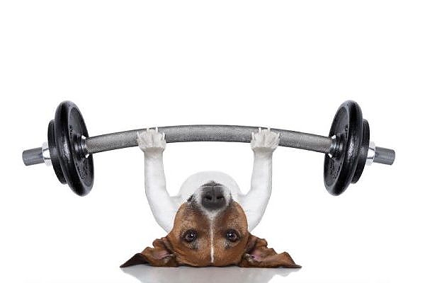 Dog Bench Press Funny