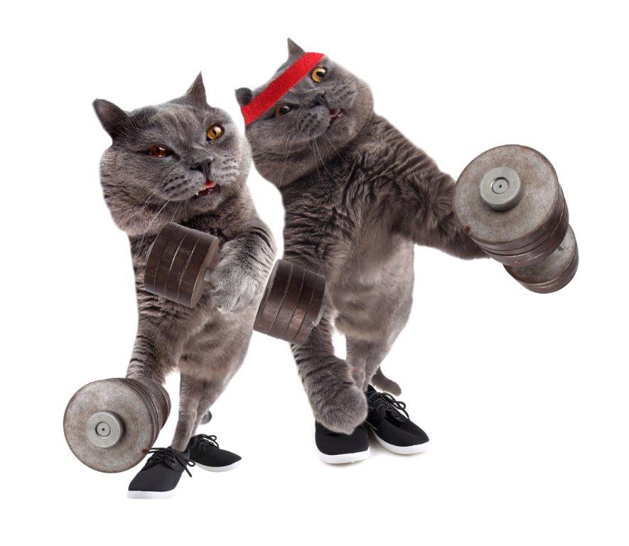 Funny Cats Dumbells