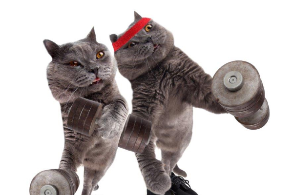 Funny Cats Dumbells