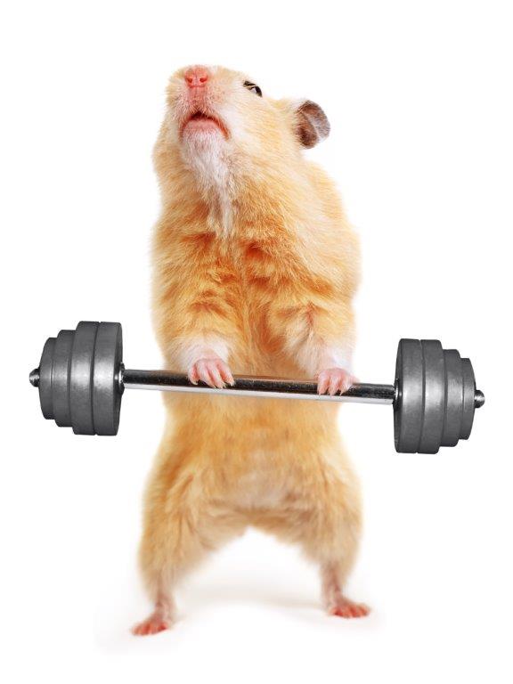 Hamster Barbell Funny