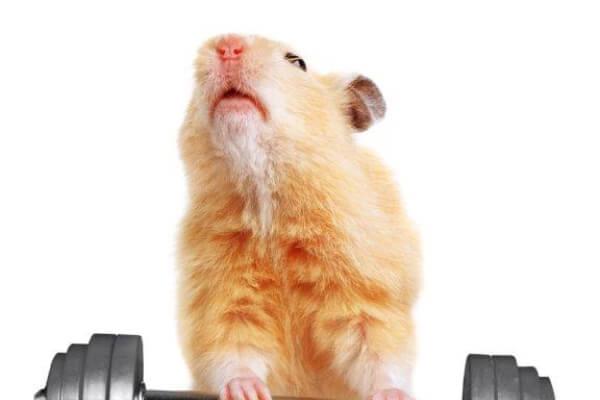 Hamster Barbell Funny